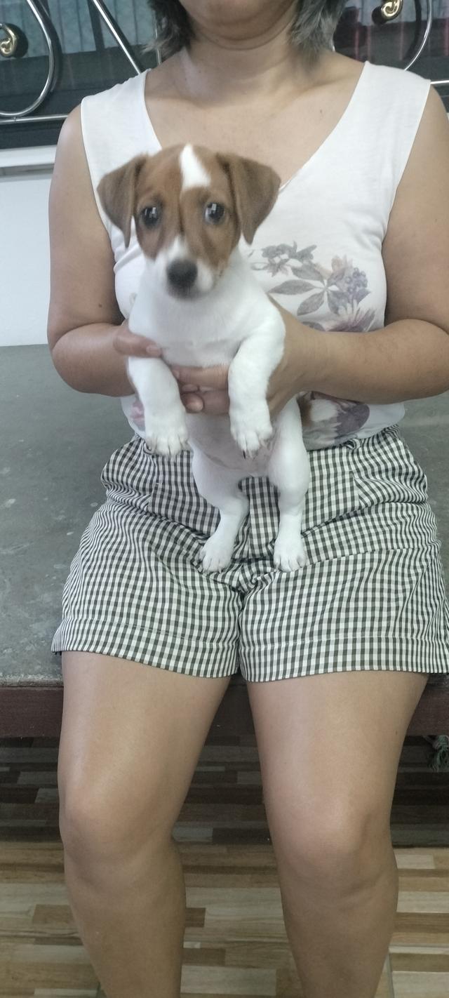 Beautiful Jack Russell Terrier puppies รูปย่อยที่ 4
