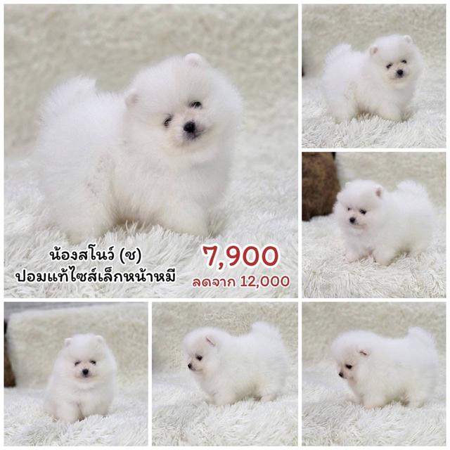 ปอมแท้ ชิสุผสมปอม ชิวาวาแท้ พิกัดรามอินทรา