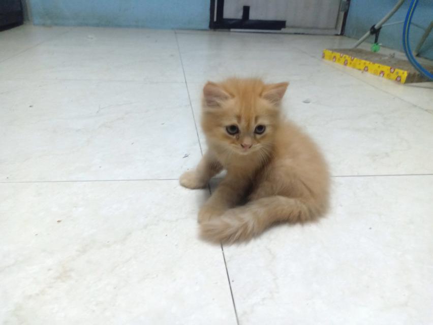 ลูกแมวเปอร์เซีย