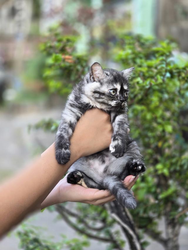 ส ก็ อ ต ติ ช โฟ ล ด์ รูปที่ 9