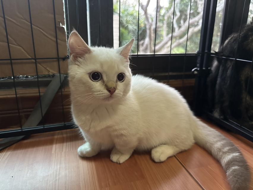 มัชกิ้นขาสั้นตัวผู้ค่ะ