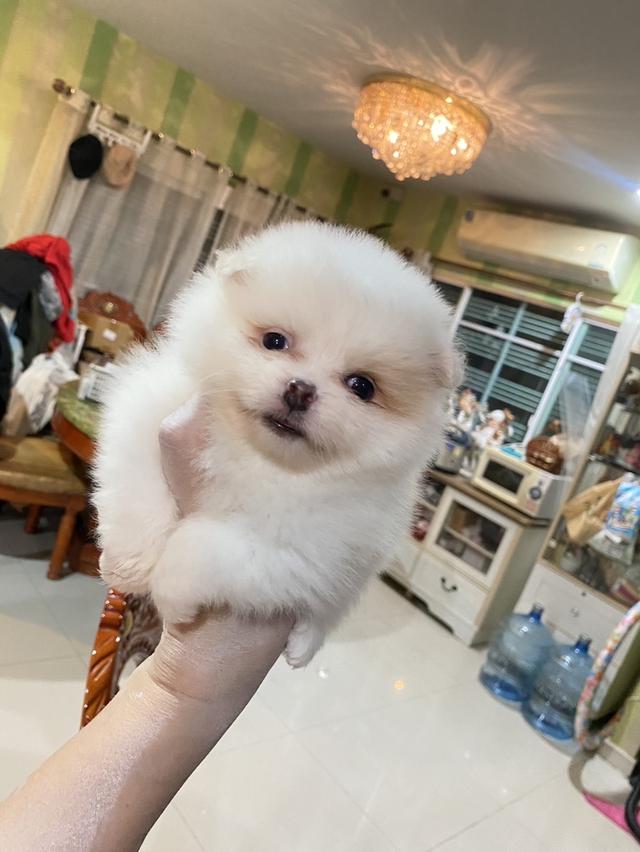 ลูกปอมเมอเรเนียนแท้ พร้อมย้ายบ้าน 
