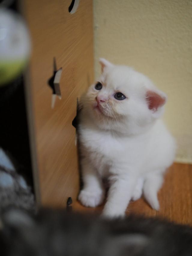 น้องแมว สก๊อตติสโฟลล์ 