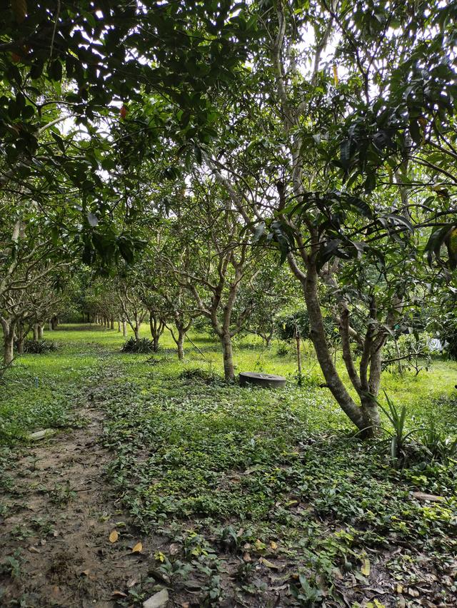 ที่โฉนดครุฑแดง2ไร่ จังหวัดน่าน สำหรับสร้างบ้านหรือบ้านสวน