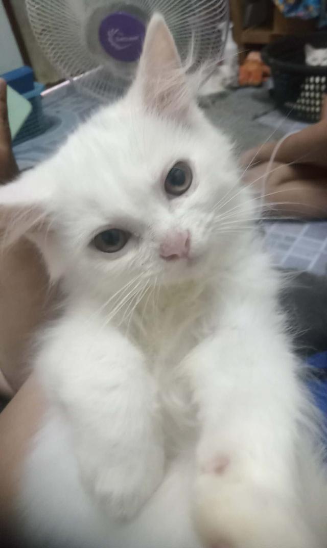 ลูกแมวพร้อมย้ายบ้าน จ.เชียงใหม่