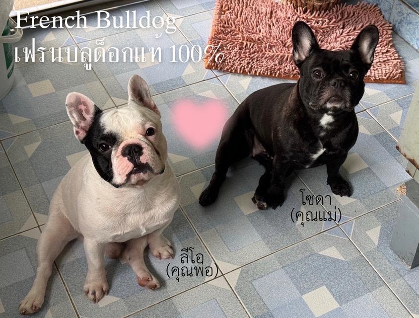 พยานรัก เฟรนบลูด็อกแท้ 100% 6