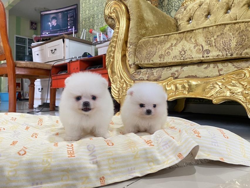 สุขันปอมแท้ อายุ2เดือน เด็กๆน่ารัก พร้อมส่ง