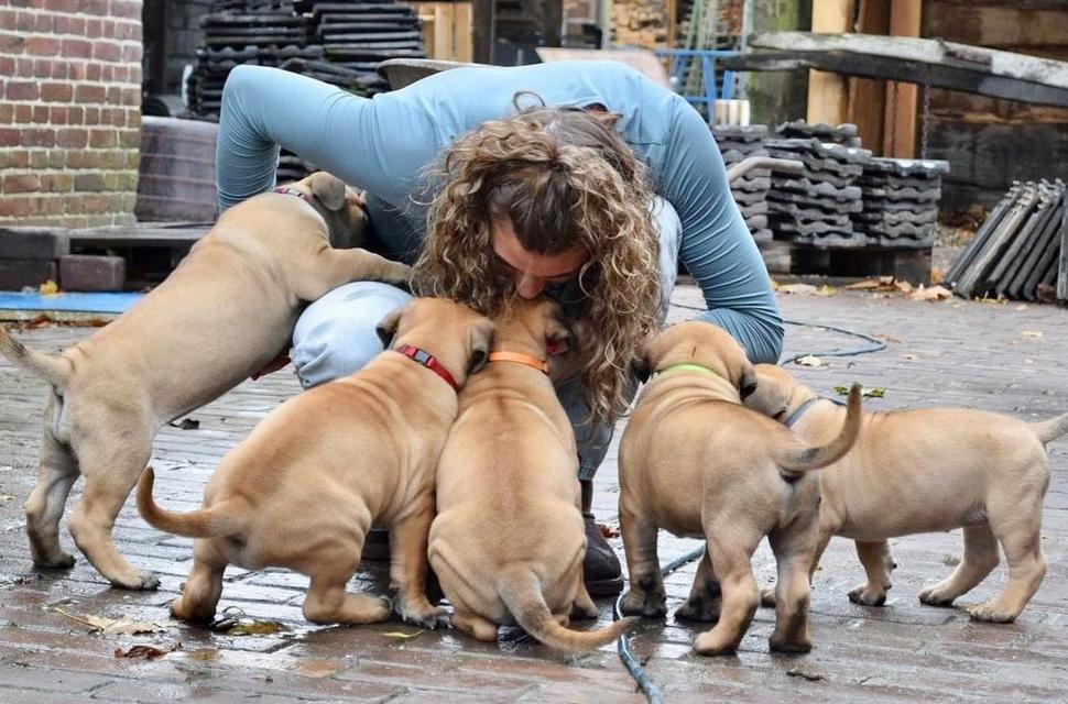 Boerboel Puppies WhatsApp me : +66 63 826 3042 รูปย่อยที่ 2
