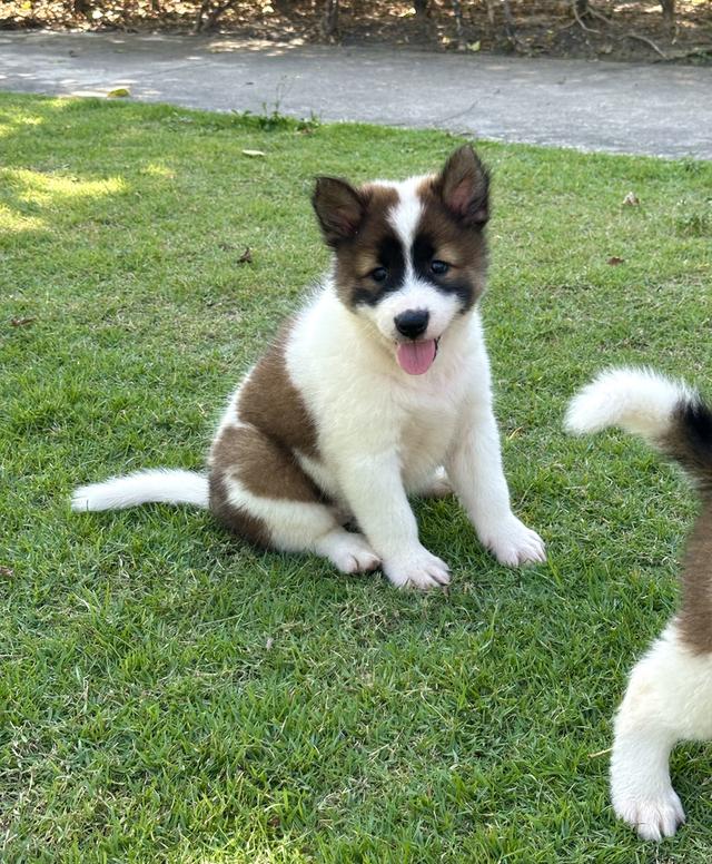 ลูกหมาบางแก้ว พร้อมย้ายบ้าน ว่าง ช1 ญ1 รูปที่ 8