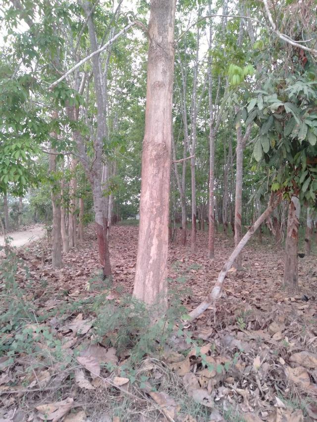 สวนยางมีโฉนด ติดถนนสองด้าน 4