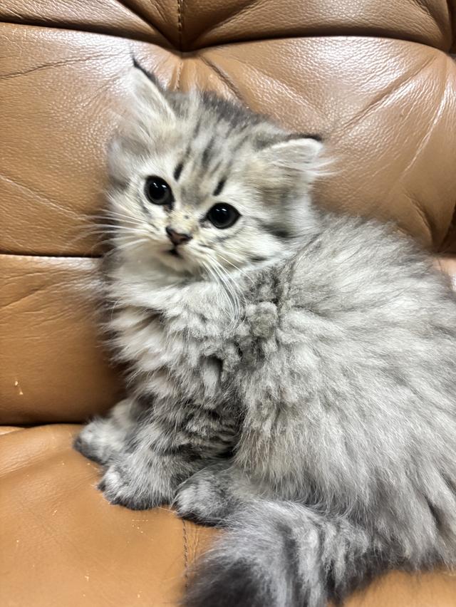 ลูกแมวเปอร์เซีย ชินชิล่าแท้ น่ารักขี้อ้อน อายุ 2 เดือน