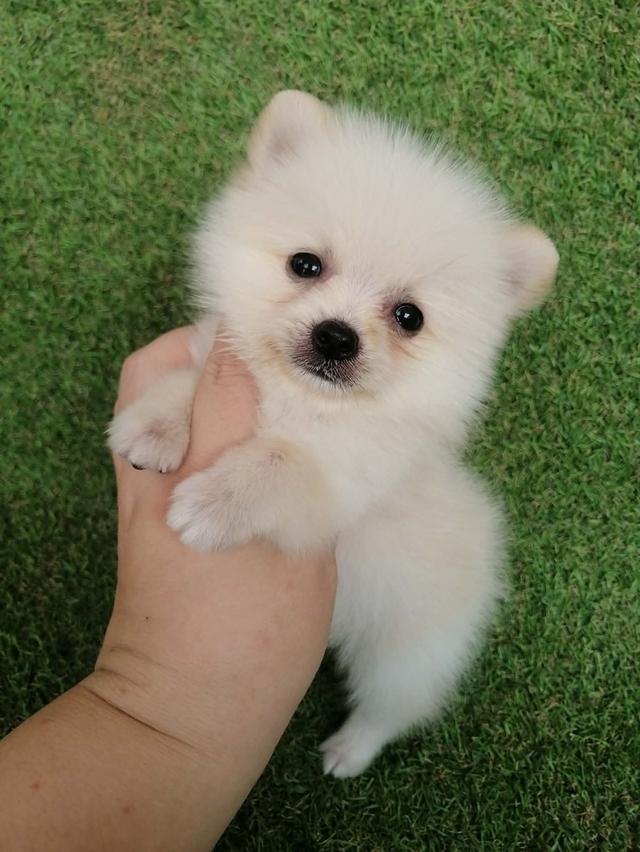 หลุดจอง ปอมเเท้ไซส์จฺ่ว ช. 6900 ลดเหลือ 4500