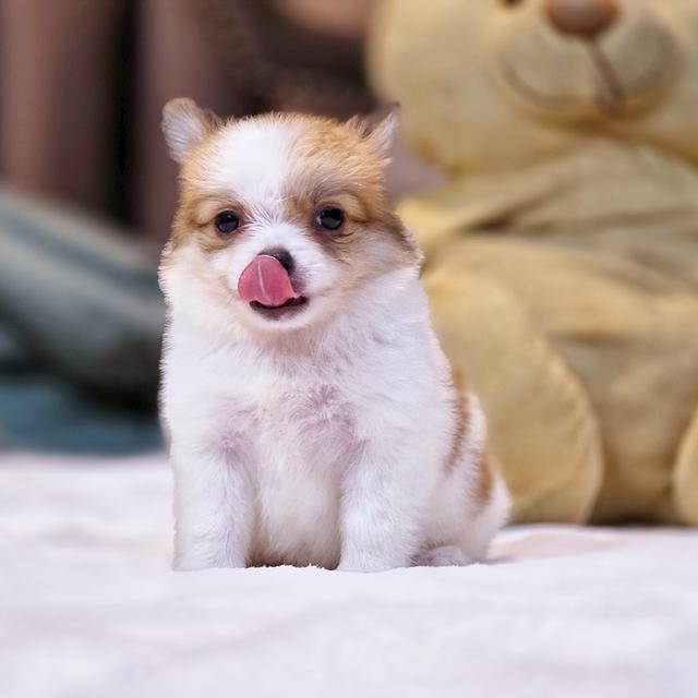 น้องปุยฝ้ายพันธุ์ปอมชิสีแฟนซีไซส์เล็กเพศเมีย