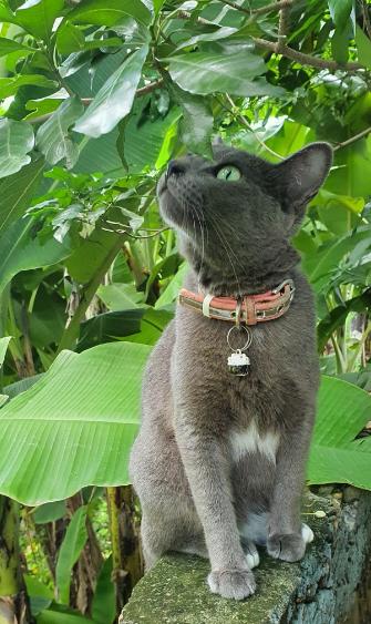 แมวสีสวาดแมวไทยแท้ 3