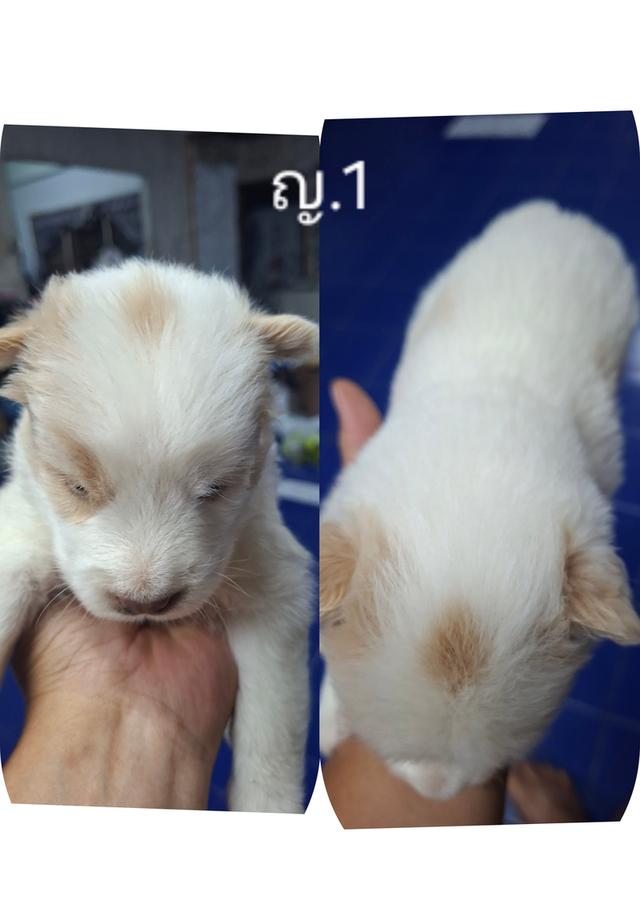 บางแก้วแท้ 100%กรุงเทพฯตลิ่งชัน