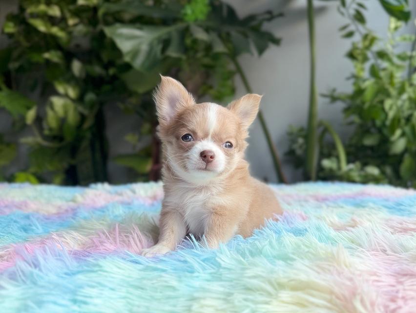 ชิวาวาแท้ขนยาว เพศผู้ พร้อมย้ายบ้าน 11