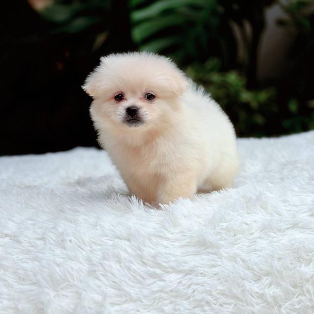 ปอมผสมชิวาวาเพศเมีย 6