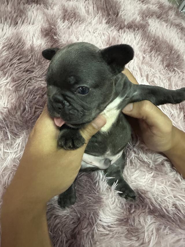 สุนัขพันธุ์เฟร้นบลูด็อก 4