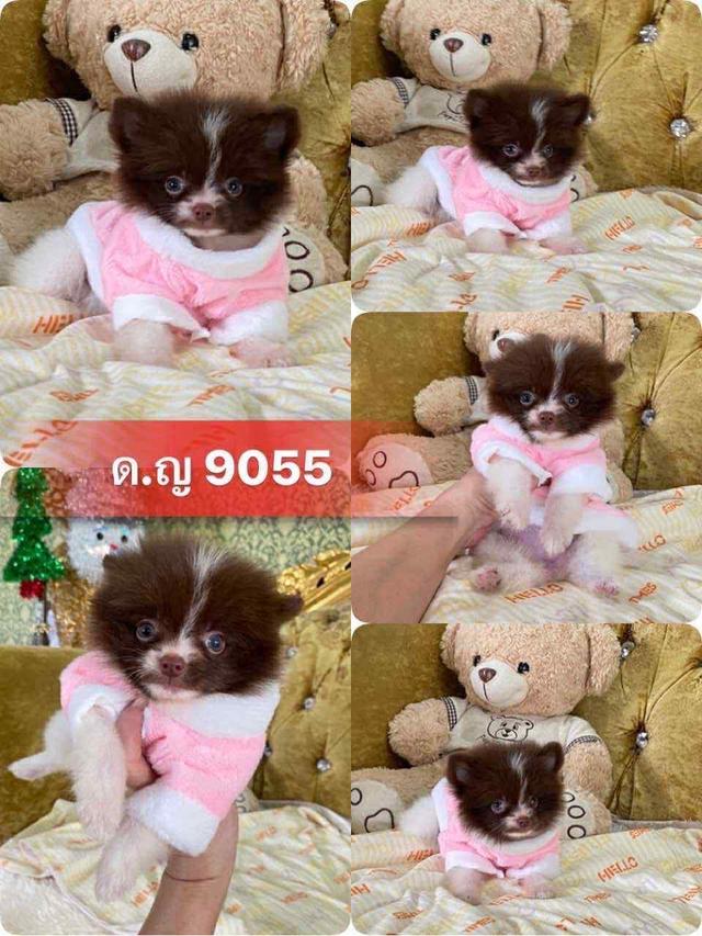 ปอมปอมแท้ พร้อมย้ายบ้าน  2