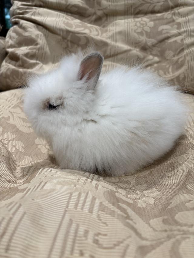 Teddy Bear Rabbit