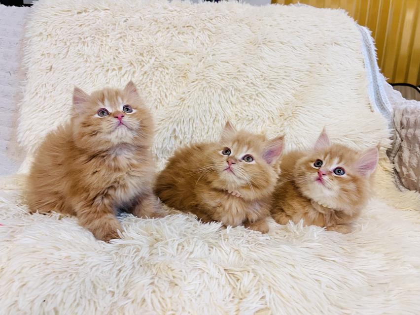 แมว เปอร์เซียสีส้ม สามสี