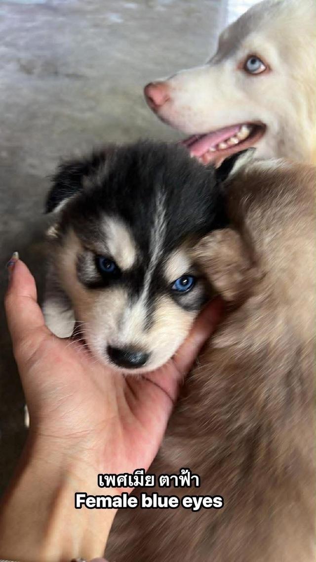 ไซบีเรียนวูดลี่โค้ช ชาย1หญิง1 รูปที่ 5