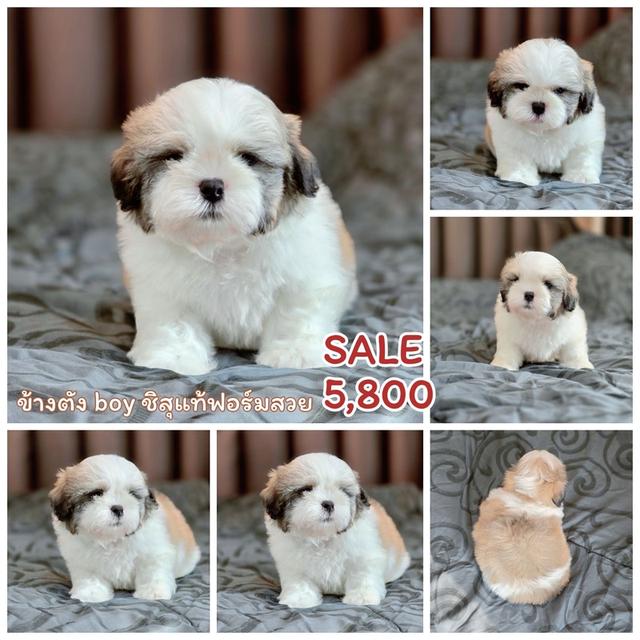 ชิสุแท้ มาร์คสวย หน้าบี้ พิกัดรามอินทรา รูปย่อยที่ 2