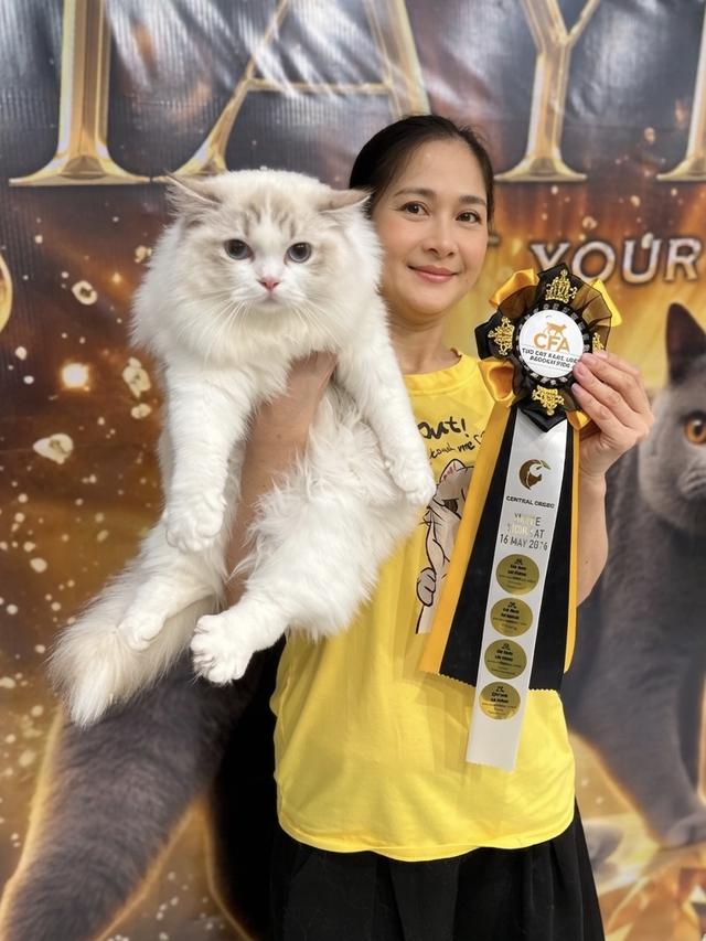 น้องแมวแร็กดอลล์ ผู้ชาย