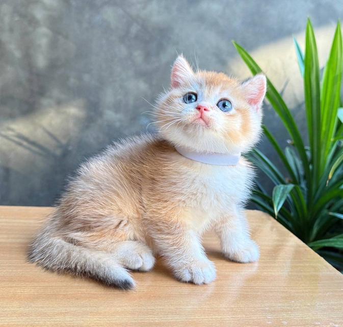 Scottish fold (ผู้ชาย) 2