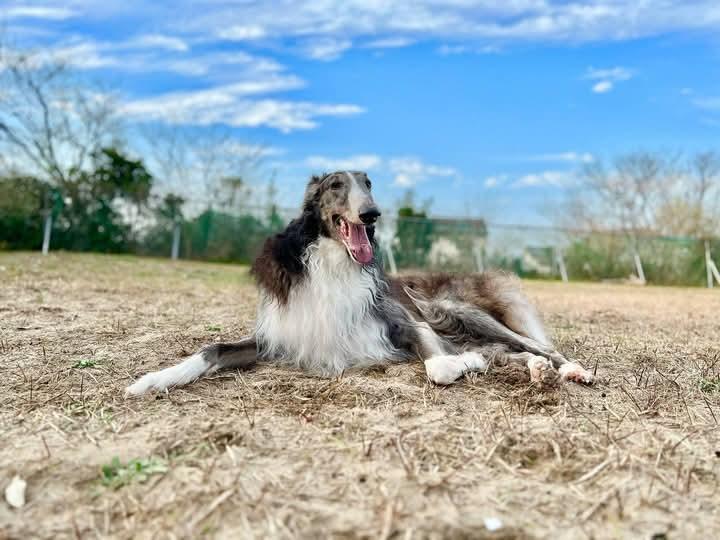 Borzoi ขนยาวสวย