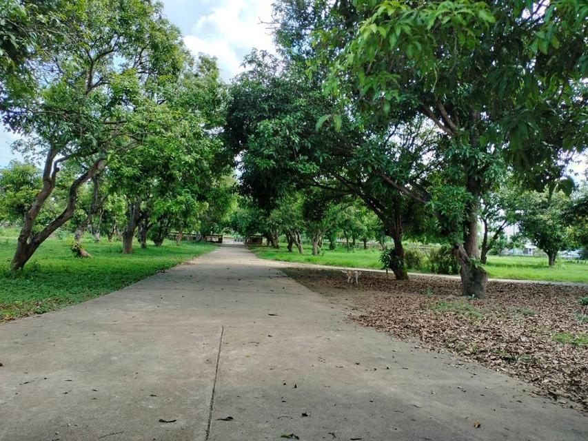 ขายที่ดินพร้อมสิ่งปลูกสร้าง 19 ไร่ 58 ตรว. ริมถนนแสงชูโต ต.ท่าไม้ กาญจนบุรี 19