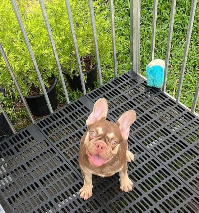 french bulldog สีน้ำตาล