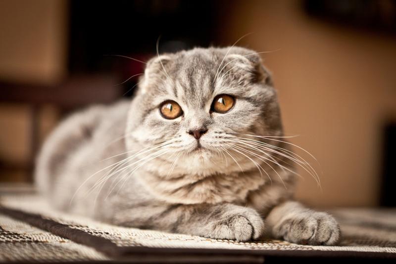 น้องแมวสกอตติช โฟลด์ น่ารัก ตากลมโต