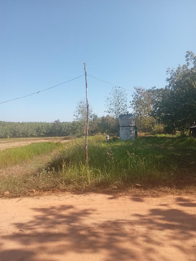 ที่นา+สวนยาง15ไร่3งาน 2