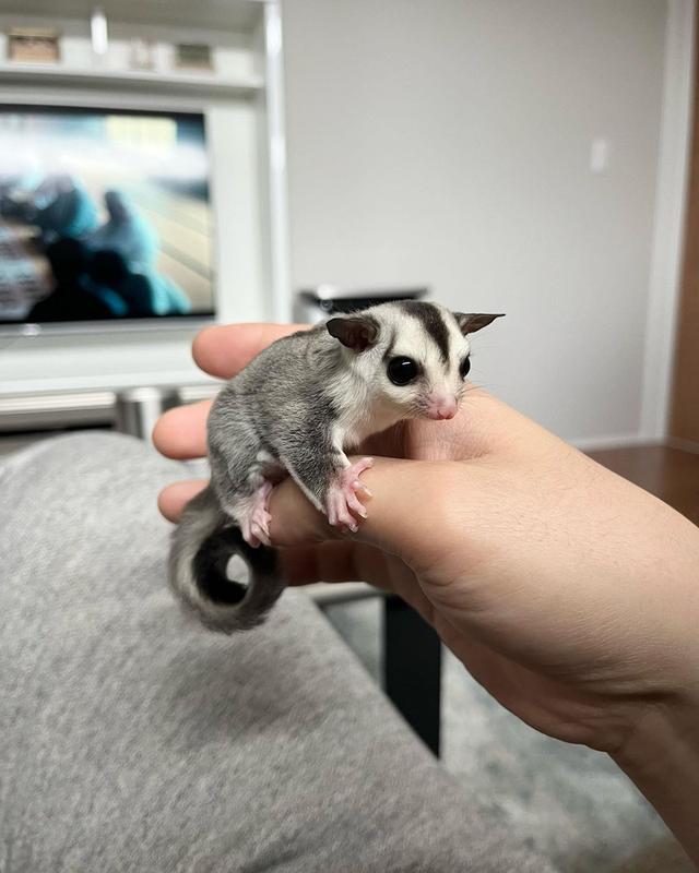 Sugar Gliders Male and Female for Sale รูปที่ 2