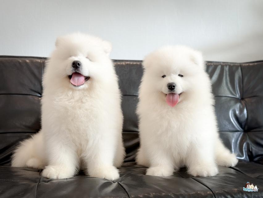 น้องซามอยด์ นำเข้าจากประเทศจีน 15