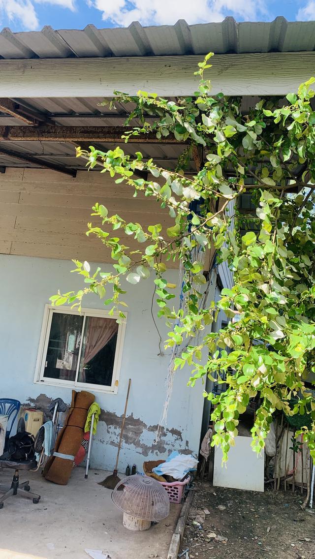 บ้านพร้อมที่ดิน 56.9 ตารางวา 8