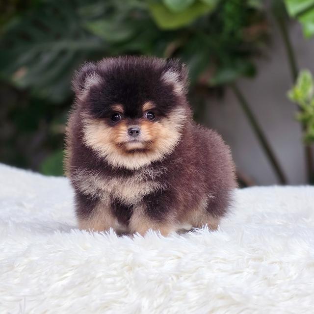 น้องขุนศึก ปอมแท้ไซส์เล็กสีแบล็คแทนเพศชาย 6