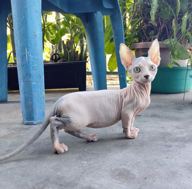 แมวสฟิงซ์ขาสั้นสายพันธ์แมมบิโน่