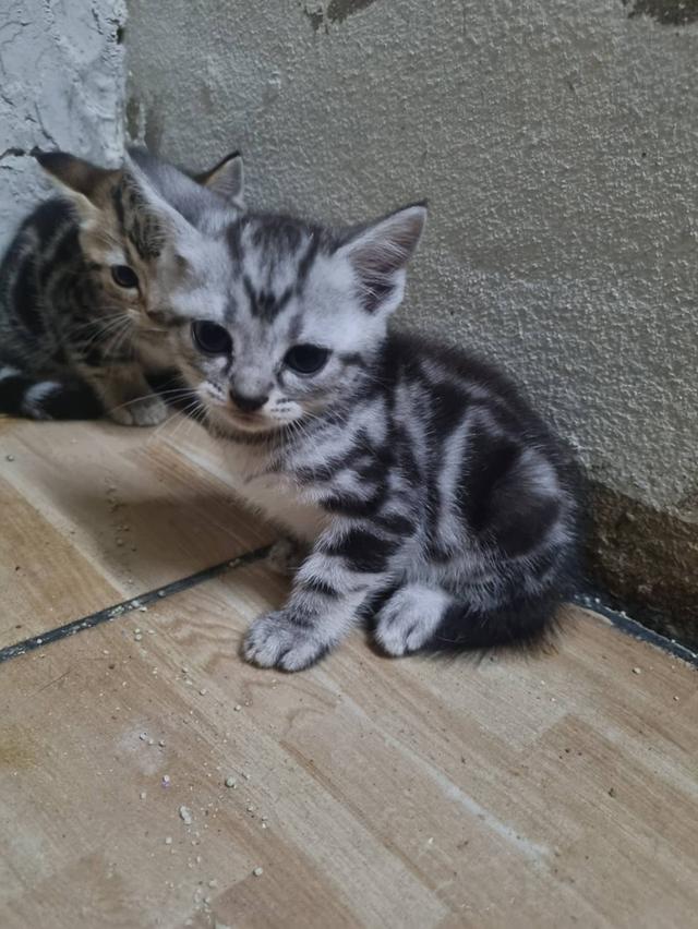 ขายน้องแมวอเมริกันชอตแฮร์อายุสองเดือนจำนวยเก้าตัวยกหรือแยกได้ครับติดต่อเบอรฮ์โท0909549597