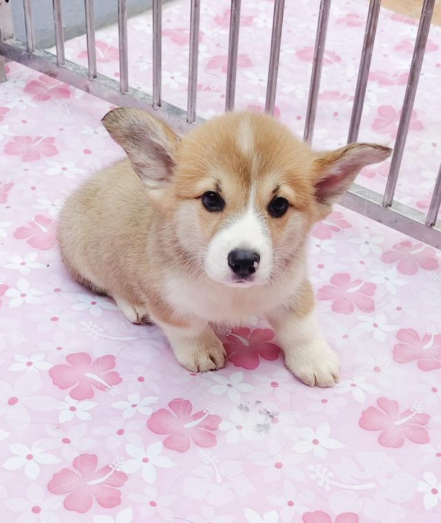 เด็กๆคอร์กี้ พร้อมย้ายบ้านครับ