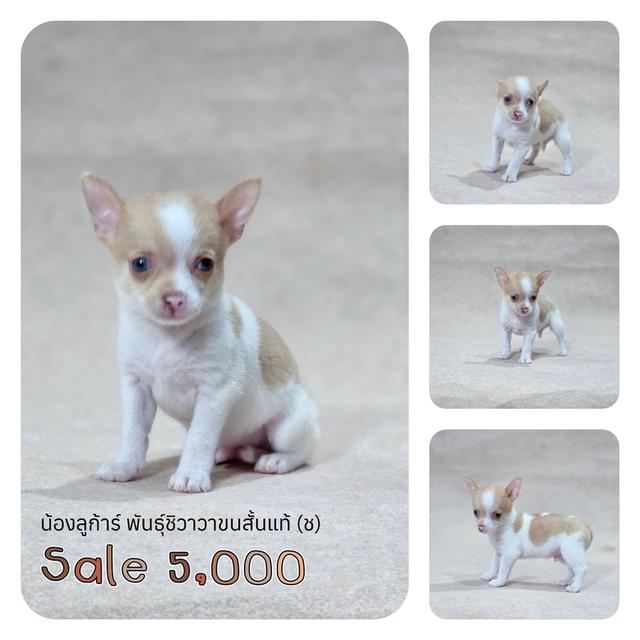 ชิวาวาแท้ ขนสั้น เพศผู้