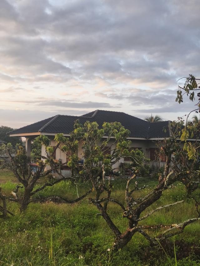 ขายที่ดิน เชียงใหม่ แม่แตง พื้นที่ชุมชน 13