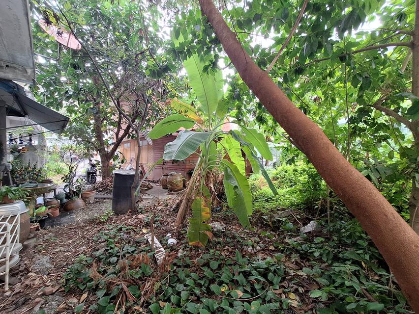 ขายที่ดิน สุขุมวิท 93 ถูก ใกล้ BTS บางจาก 114 ตร.ว. เพียง 7.5 ลบ. 13