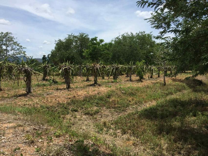 ขายที่ดินอำเภอเมืองเพชรบูรณ์ที่ดินใกล้ถนนหลักใกล้ชุมชนแหล่งท่องเที่ยว 4