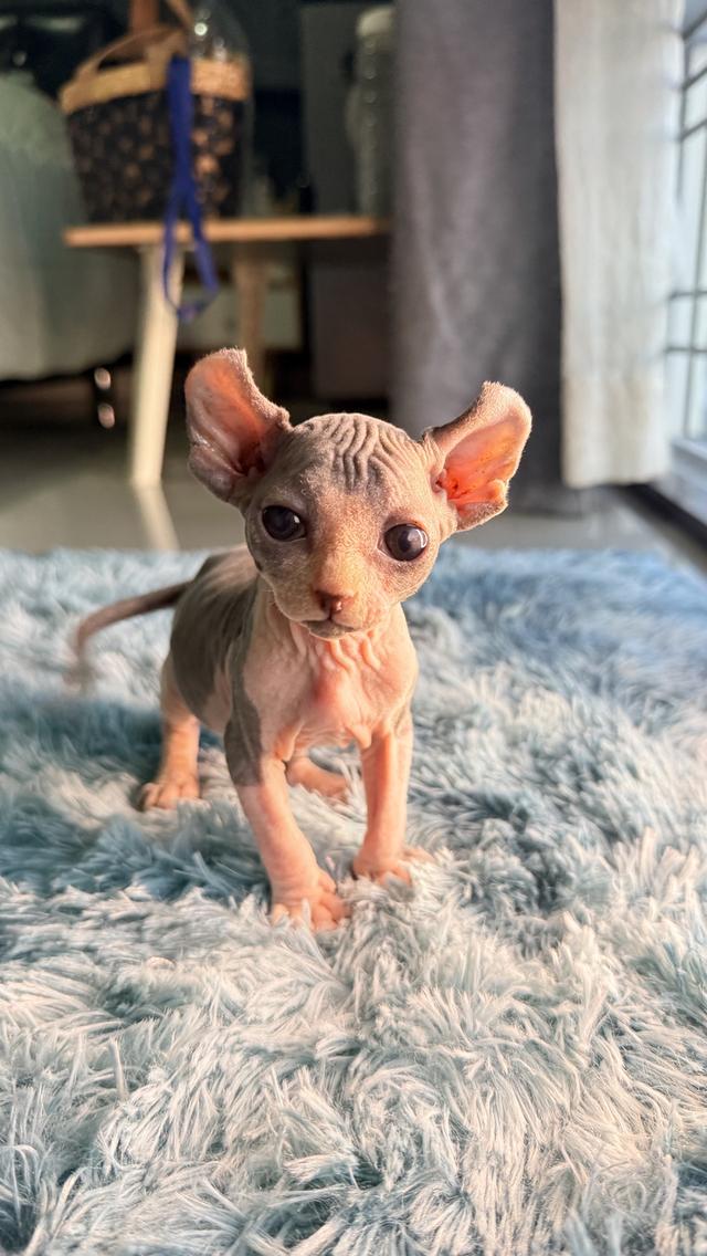 แมว สฟิงซ์ เพศเมีย หูพลิก 4