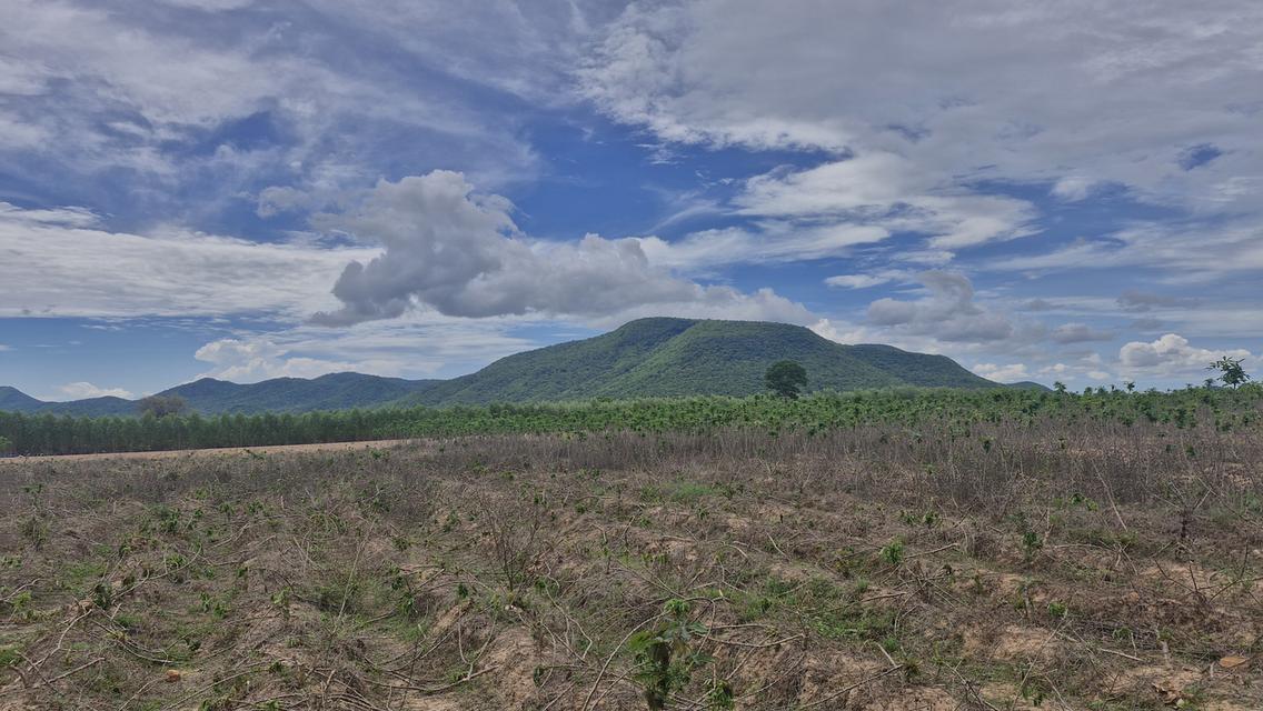 ขายที่ดินโฉนดครุฑแดงพร้อมไม้ยูคาลิปตัสหนองหญ้าปล้องเพชรบุรีวิวภูเขา 1