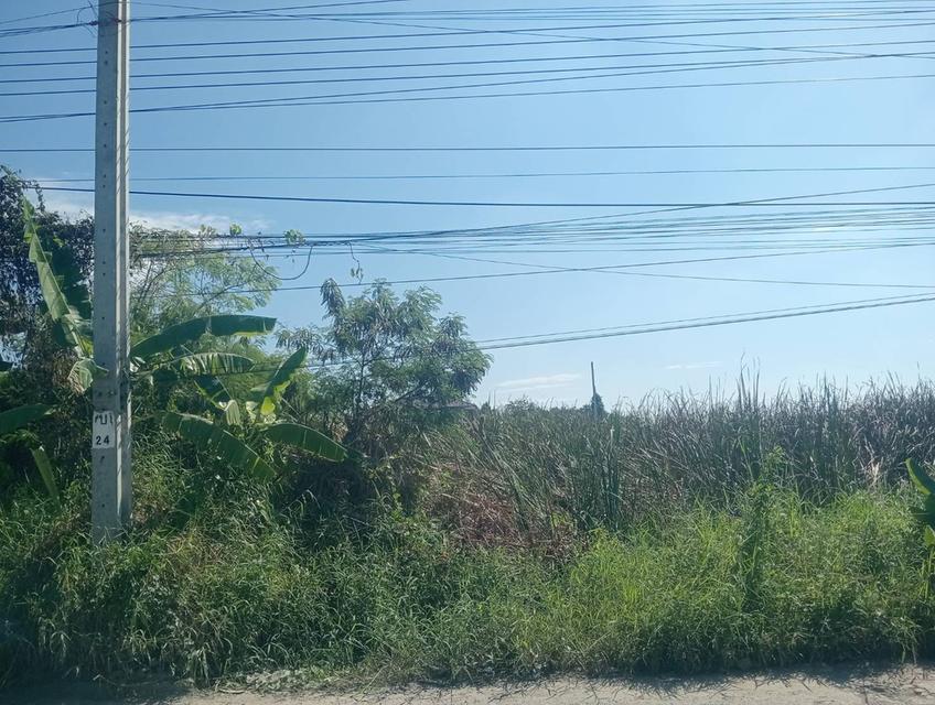 ขายที่ดิน ทำเลดี ที่สวย 4
