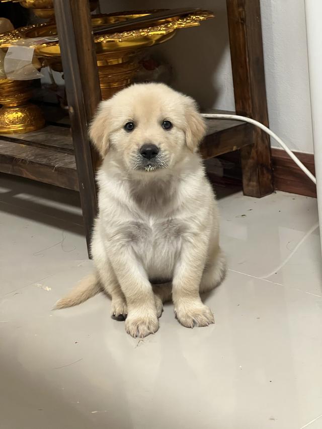 ลูกโกเด้นรีทรีพเวอร์ รูปที่ 2