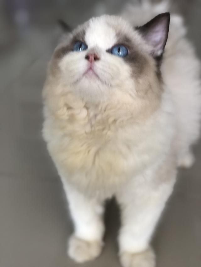 แมวแร็กดอล ดชอายุ3เดือน รูปที่ 3